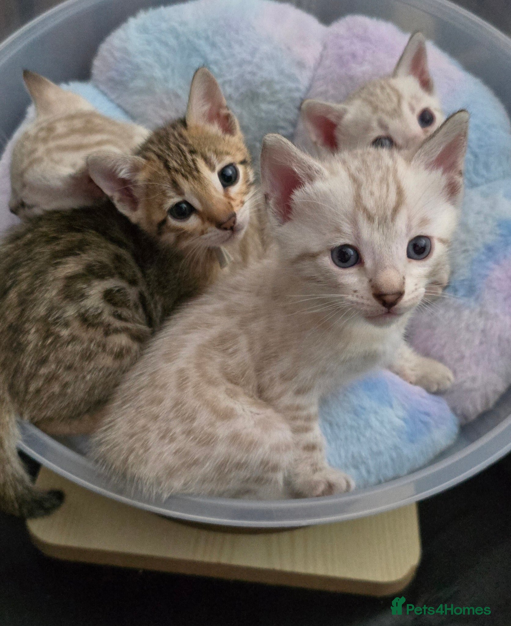 Bengal cats 🔥Only 2 Seal lynx and brown bengal kittens left🔥 - Advert 13