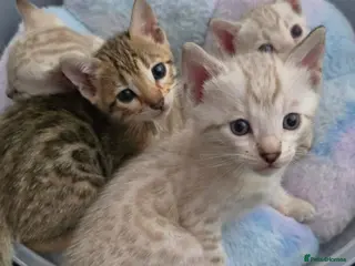 Bengal cats 🔥Only 2 Seal lynx and brown bengal kittens left🔥 - Advert 13