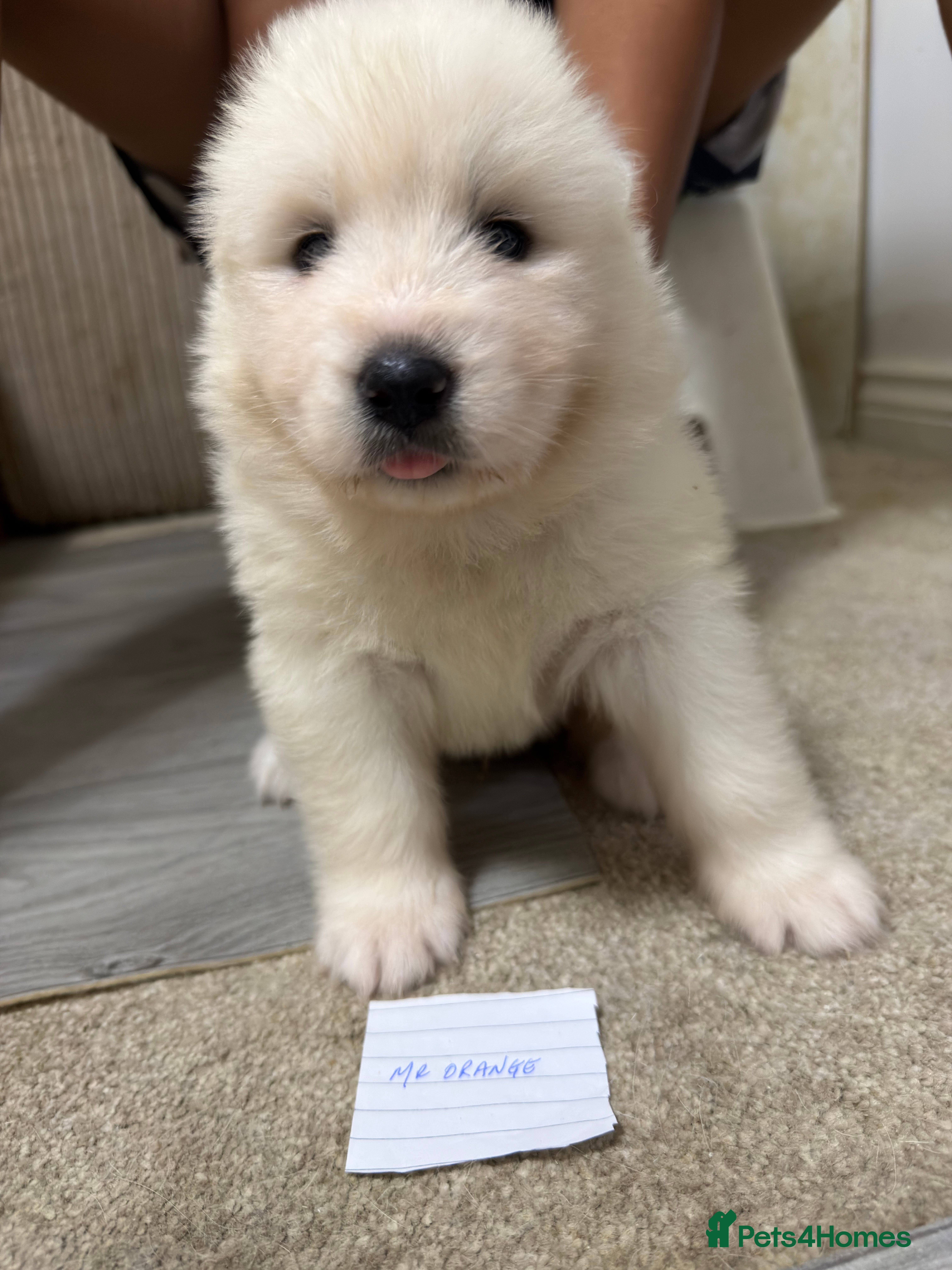 Samoyed dogs Samoyed pups - Advert 2