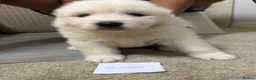 Samoyed dogs for sale: Samoyed pups - Advert 2