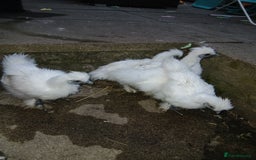 Chickens poultry for sale: Beautiful white silkie chicks  - Image 2
