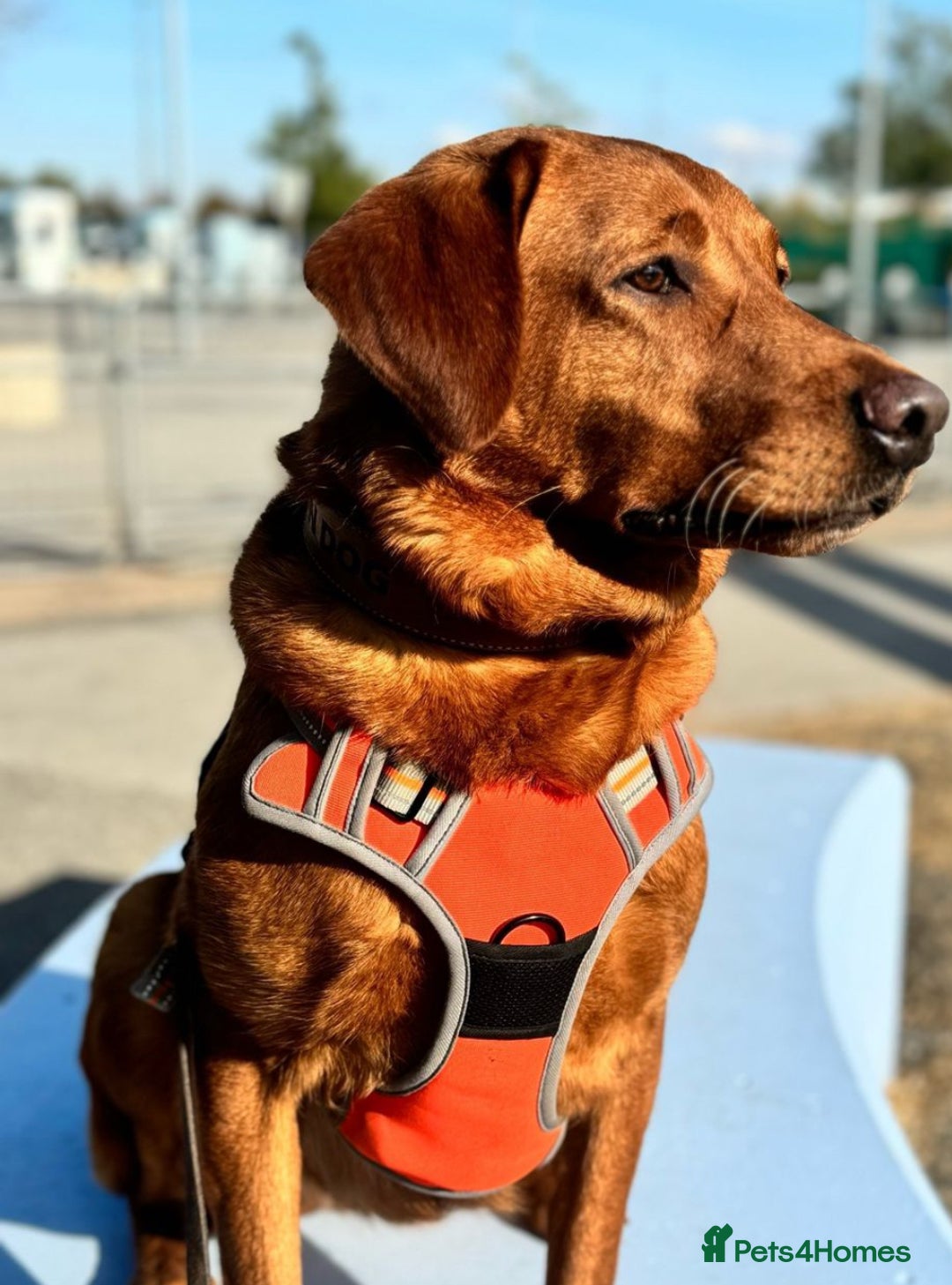 Labrador Retriever dogs for sale: The most adorable Labradors  - Advert 1