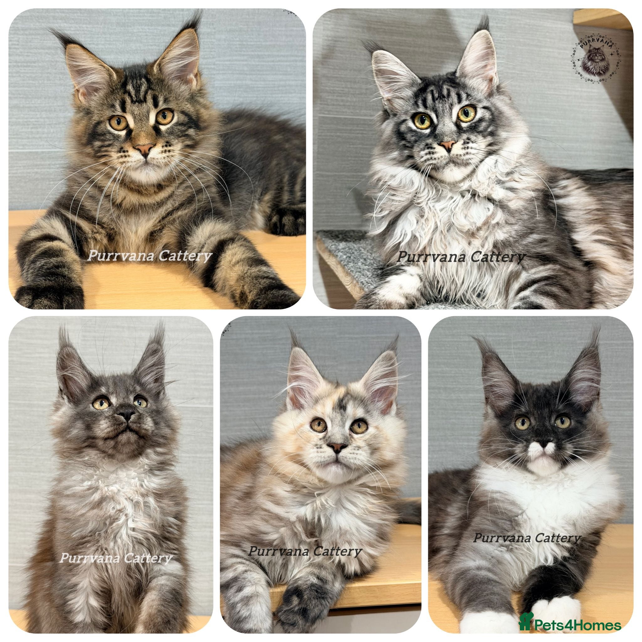 Maine Coon cats TICA registered Maine coon kittens READY NOW - Advert 1