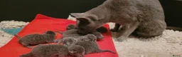 Russian Blue cats for sale: Beautiful Russian Blue kittens - Advert 3