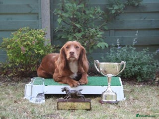 Cocker Spaniel dogs in Orpington - Advert 27