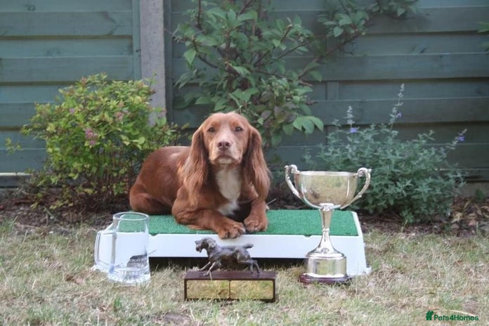 Cocker Spaniel dogs for stud in Orpington - Advert 3