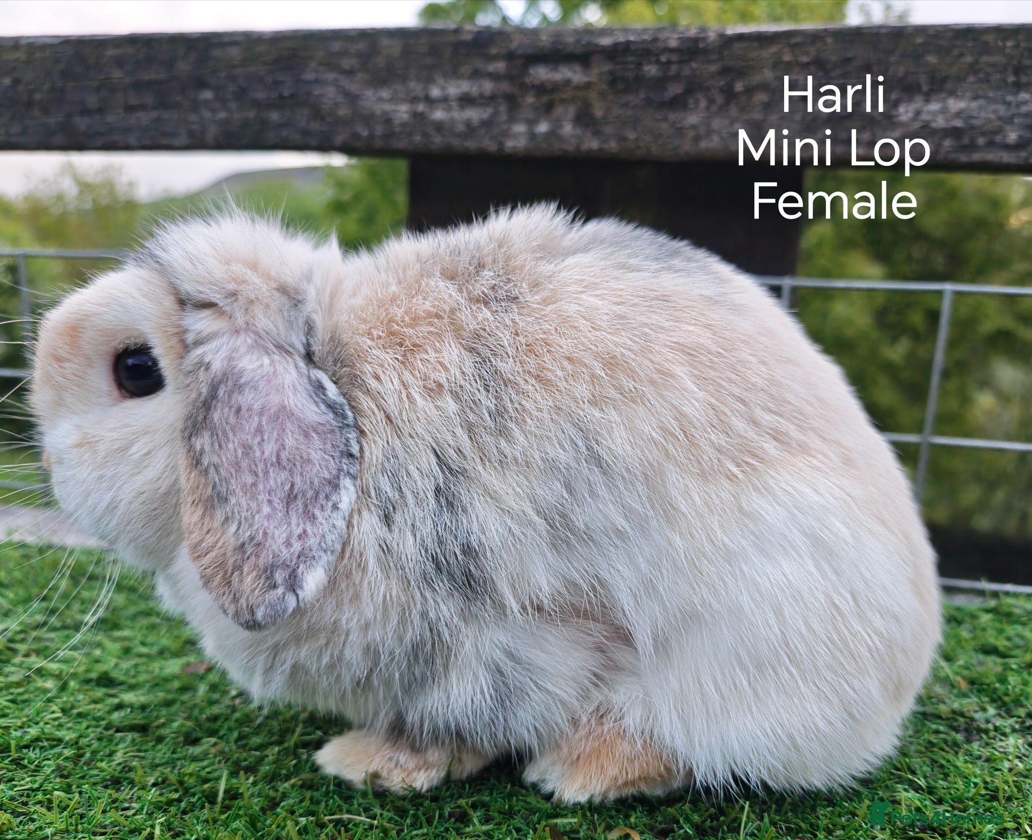 Mini Lop rabbits Various Adult Mini Lops  - Advert 4