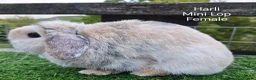 Mini Lop rabbits for sale: Various Adult Mini Lops  - Advert 1