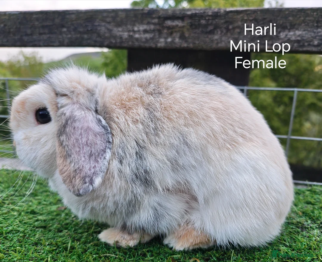 Mini Lop rabbits for sale: Various Adult Mini Lops  - Advert 1