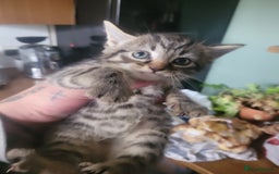 British Longhair cats for sale: Kittens  - Image 4