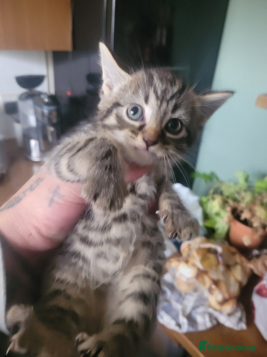 British Longhair cats for sale: Kittens  - Image 4