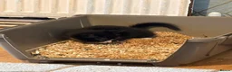 British Shorthair cats for sale: 4 Tuxedo kittens  - Advert 6