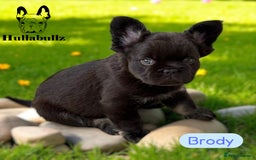 French Bulldog dogs for sale: **READY NOW - 1 Boy Left! Reduced** - Image 5