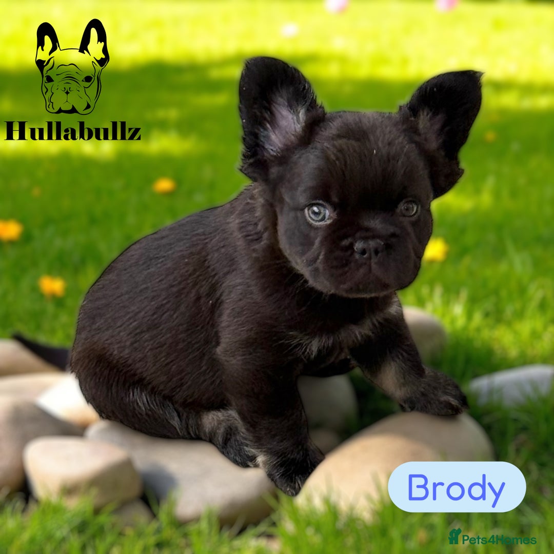 French Bulldog dogs for sale: **READY NOW - 1 Boy Left! Reduced** - Image 5