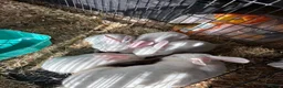 New Zealand rabbits for sale: New Zealand babies  - Advert 11