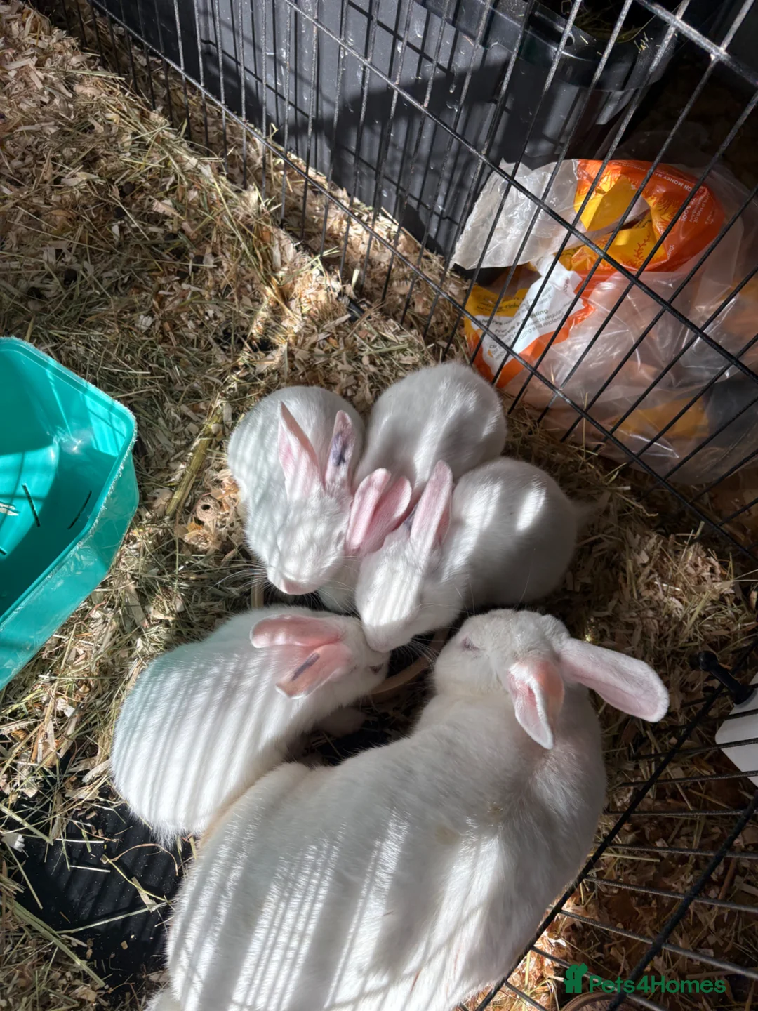 New Zealand rabbits for sale: New Zealand babies  - Advert 11