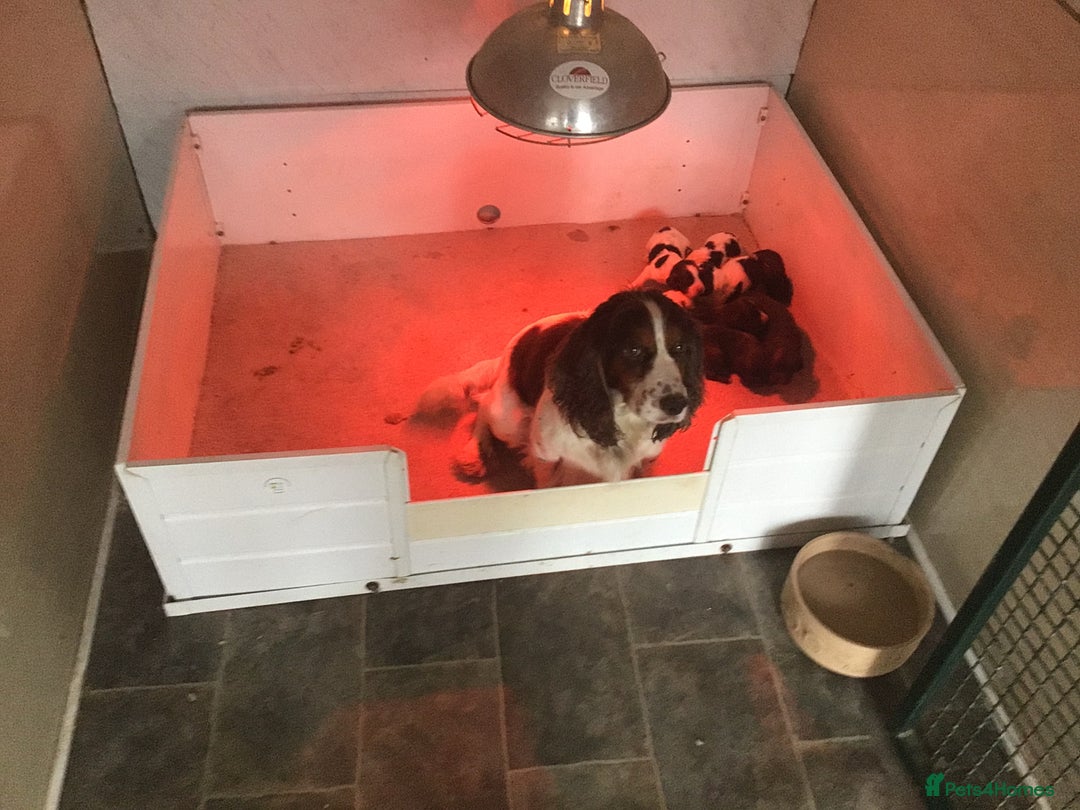 Cocker Spaniel dogs for sale: Cocker Spaniel - Advert 4