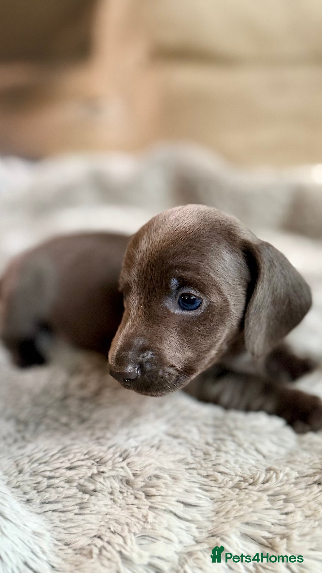Miniature Dachshund dogs for sale: Rare colour KC registered mini dachshund puppies  - Advert 24