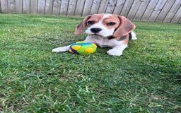 Beagle dogs for sale: Lexi  - Advert 16