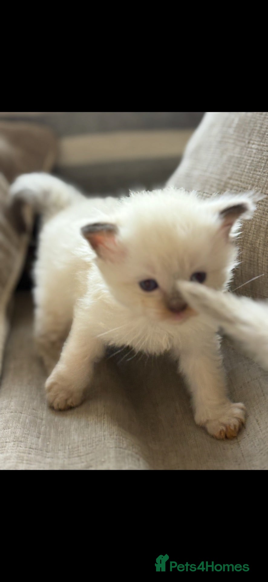Ragdoll cats 💕💕 Stunning GCCF Kittens 💕💕 - Advert 8