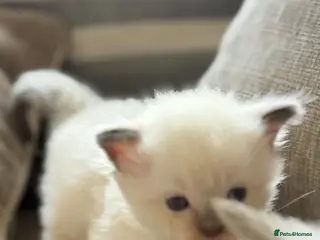 Ragdoll cats 💕💕 Stunning GCCF Kittens 💕💕 - Advert 8