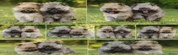 Pomeranian dogs for sale: Beautiful KC Reg Pomeranian Boys– Cream&Wolf Sable - Advert 1