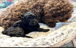 Cockapoo dogs for sale: Cockapoo vet checked ready to leave - Image 11