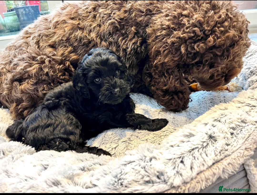 Cockapoo dogs for sale: Cockapoo vet checked ready to leave - Image 11