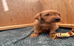 Labrador Retriever dogs for sale: Ready Now Fox Red Labrador Puppy Available  - Image 19