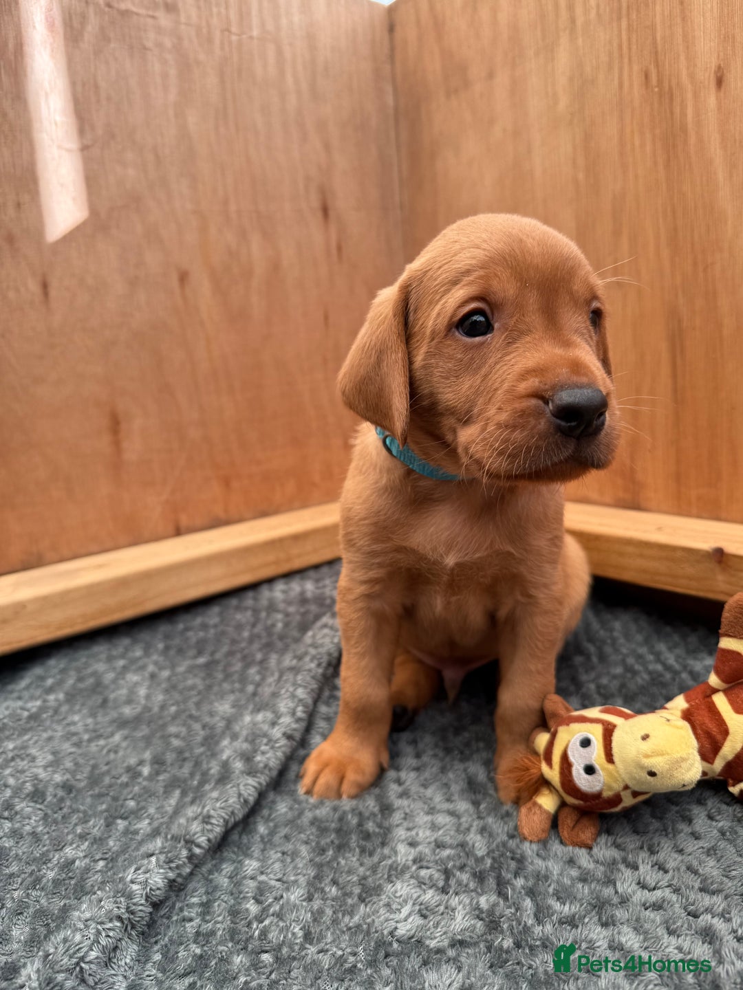 Labrador Retriever dogs for sale: Ready Now Fox Red Labrador Puppy Available  - Image 19