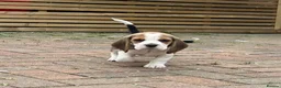 Beagle dogs for sale: Beautiful tri colour beagle puppies  - Advert 5