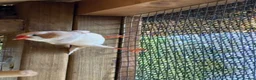 Finches birds for sale: Zebra Finches in Banbury - Advert 5