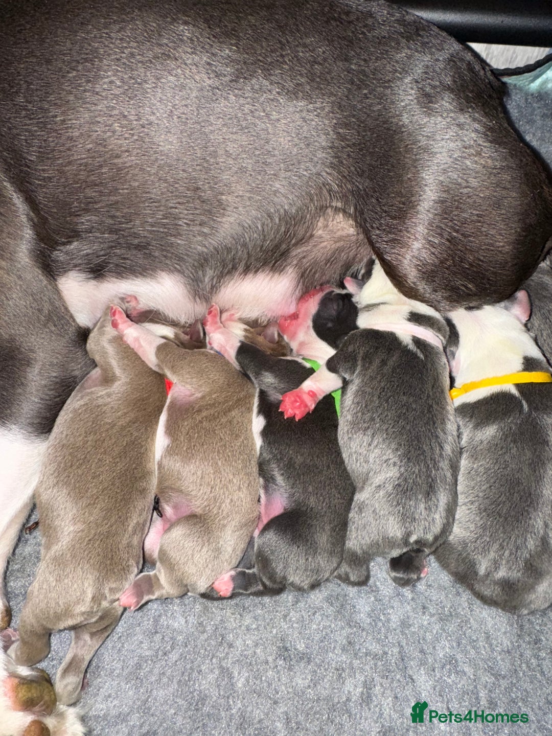 Boston Terrier dogs for sale: Stunning rainbow litter born 5/8/35 - Image 4