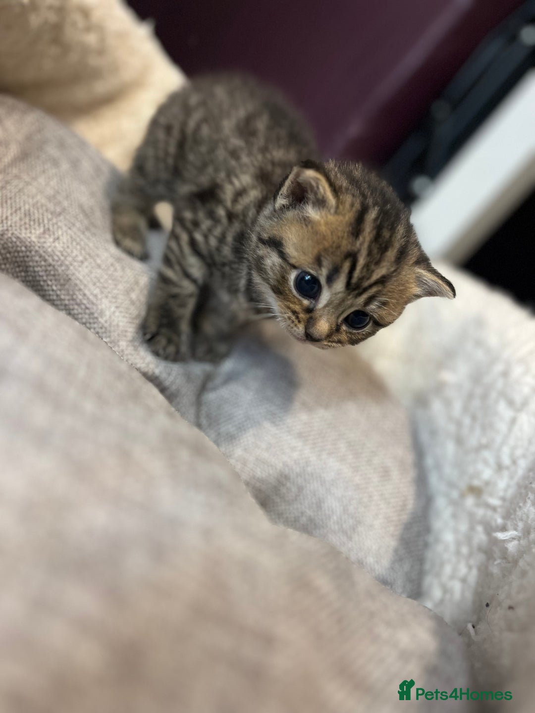 Persian cats for sale: Persian mother tabby daddy - Image 4