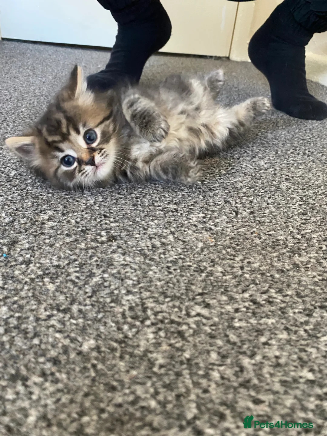 American Shorthair cats for sale: Kittens Wigan in Wigan - Advert 2