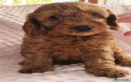 Cockapoo dogs for sale: Gorgeous red toy cockapoo puppies. - Advert 4