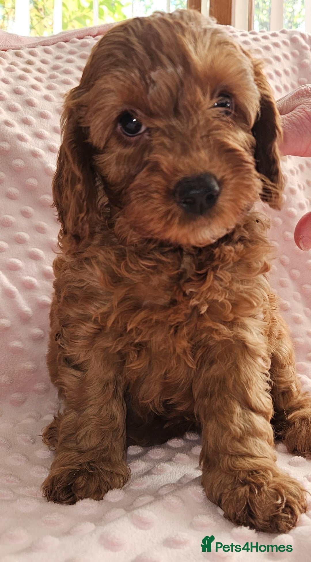 Cockapoo dogs for sale: Gorgeous red toy cockapoo puppies. - Advert 4