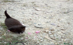 Mixed Breed cats for sale: Three black/white kittens need new home - Image 7