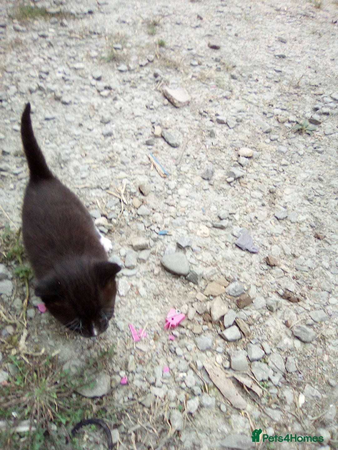 Mixed Breed cats for sale: Three black/white kittens need new home - Image 7