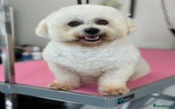 Bichon Frise dogs for sale: Gorgeous Bichon Girl  - Image 2