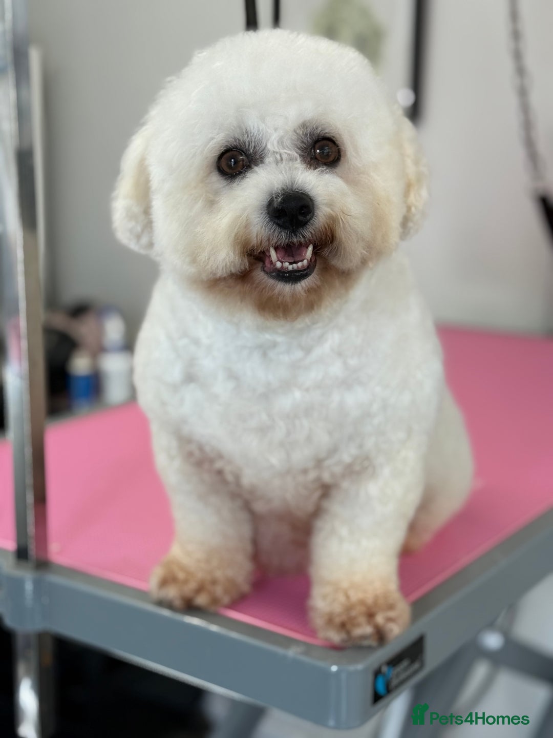 Bichon Frise dogs for sale: Gorgeous Bichon Girl  - Image 2