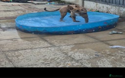 Mixed Breed dogs for sale: Belgian Malinois Kupa - Image 7
