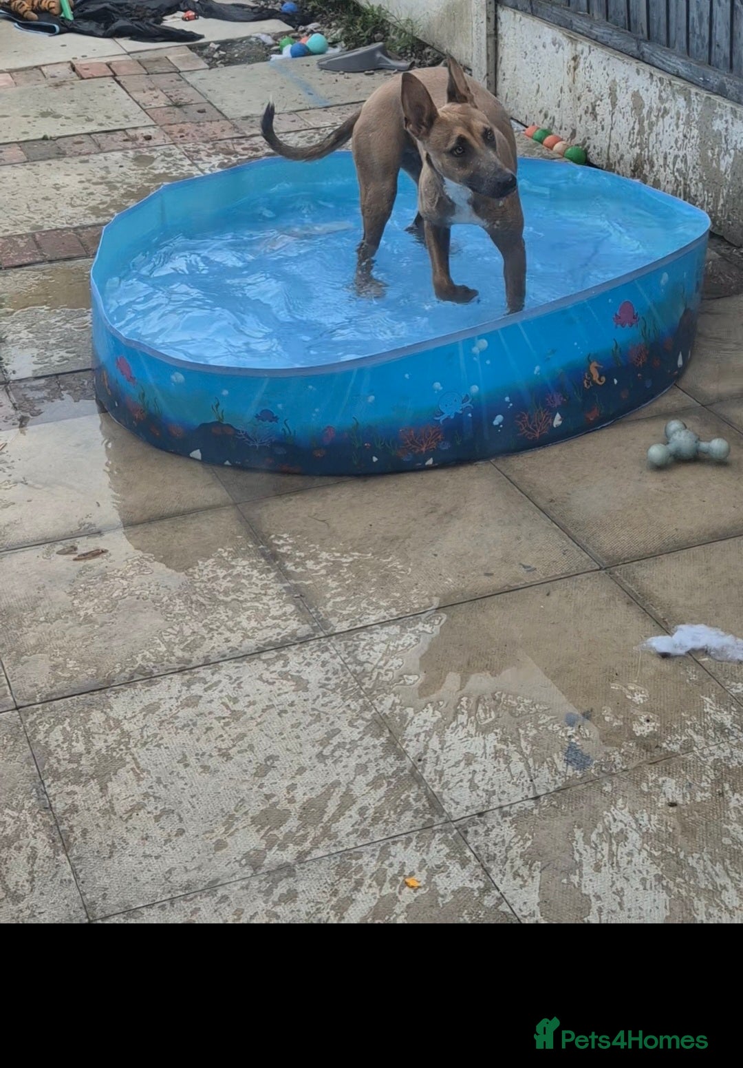 Mixed Breed dogs for sale: Belgian Malinois Kupa - Image 7