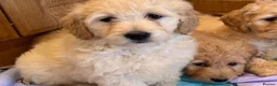 Goldendoodle dogs for sale: Cute Goldendoodle Ready for Their Forever Homes in Leicester - Advert 7