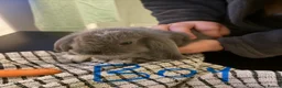 Mini Lop rabbits for sale: Baby rabbits  - Advert 3