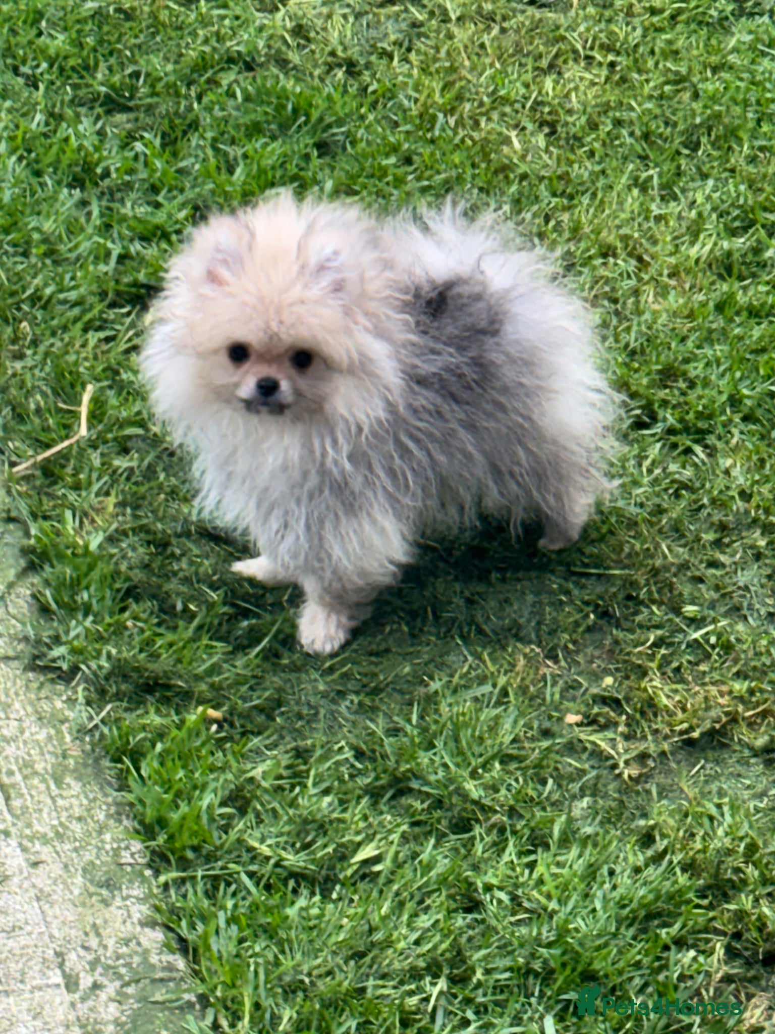 Pomeranian dogs Quality Pomeranian puppies reduced £1800 - Advert 12
