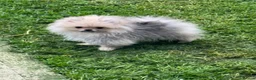 Pomeranian dogs for sale: Quality Pomeranian puppies reduced £1300 - Advert 3