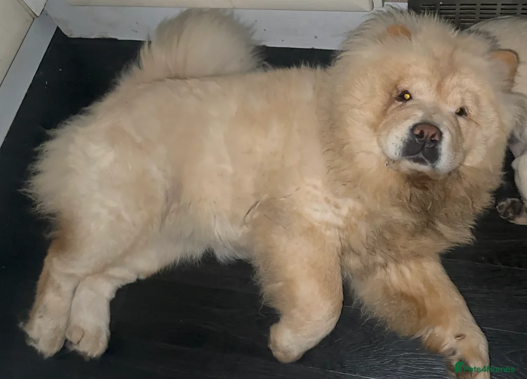 Chow Chow dogs for sale: KC Registered Female Chow Chow  - Advert 12