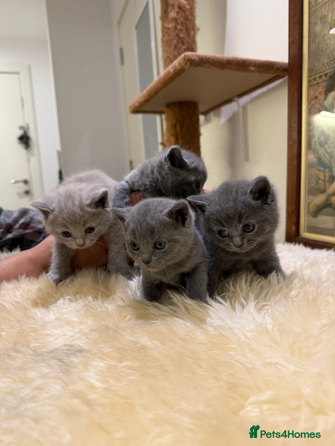 British Shorthair cats for sale: TICA registered purebreed BritishShorthair Kittens - Advert 1