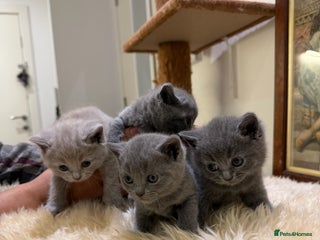 British Shorthair cats TICA registered purebreed BritishShorthair Kittens - Advert 3
